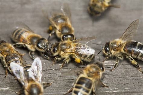 Honeybees let out a ‘whoop’ when they bump into each other | New Scientist