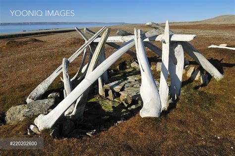 Yooniq images - Historic Inuit house from the Thule Culture made out of whale bones, Resolute ...