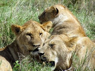 Lions - Serengeti National Park safari - Tanzania, Africa | Flickr