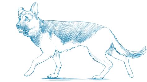 Dog Drawing Reference and Sketches for Artists