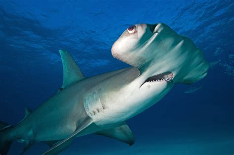 Great Hammerhead Shark Size