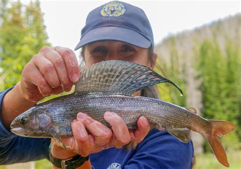 Colorado's Arctic Grayling - Colorado Outdoors Online