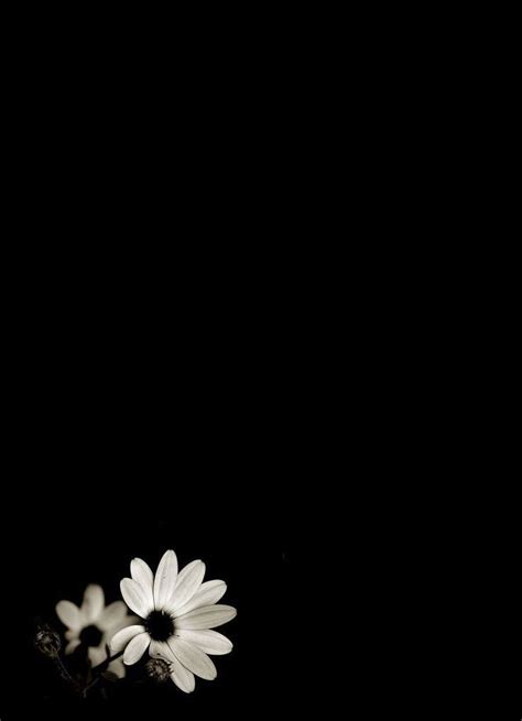 Black Wallpaper with White Flowers