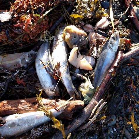 Masses of dead sea creatures being tested after washing ashore in Nova Scotia | CBC News