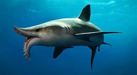 Extinct Shark Species