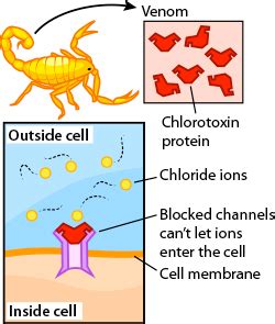 Scorpion Venom | Ask A Biologist