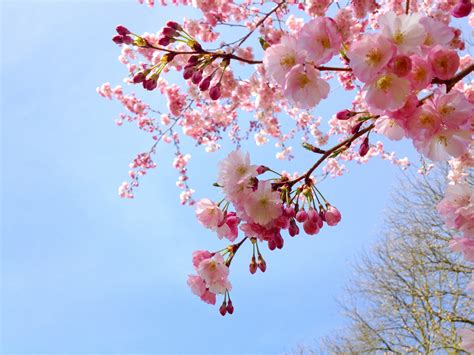 cherry blossom tree free image | Peakpx