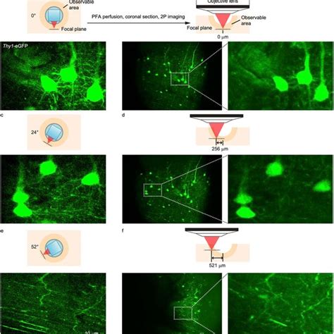 High-resolution compound probe for two-photon COMPACT imaging (a ...