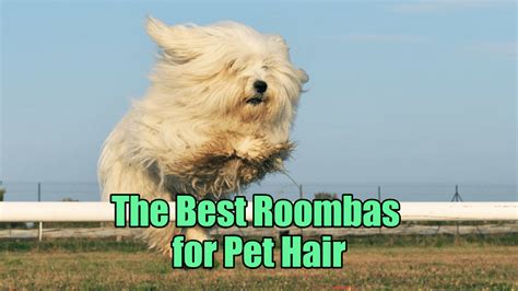 Best Roomba for Pet Hair - The Ultimate Guide