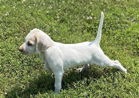 Training – Blue Collar Bird Dogs