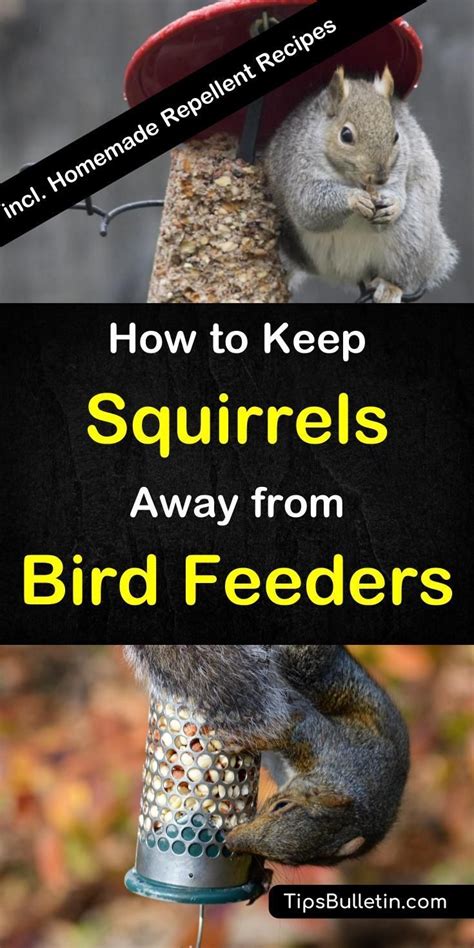 12+ Crafty Ways to Keep Squirrels Away from Bird Feeders | Squirrel ...