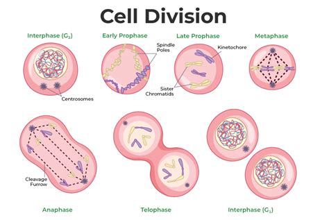 Cell Division - Mitosis and Meiosis