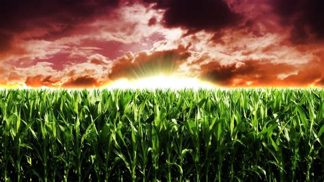 Corn Field Wallpapers - Wallpaper Cave