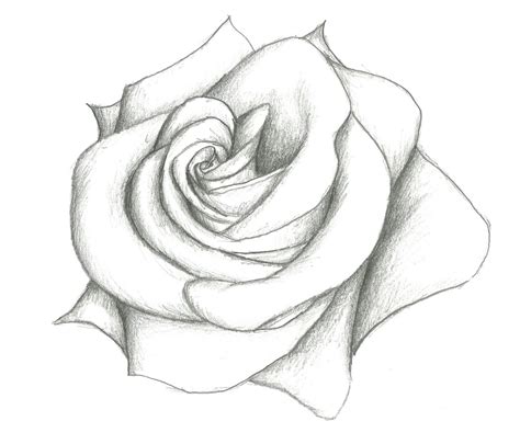 Shaded Rose Drawing at GetDrawings | Free download