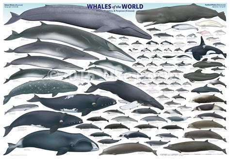 'Whales of the World' poster by Uko Gorter Natural History Illustrations Types Of Whales ...