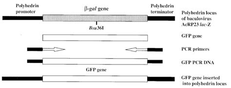 Strategy for direct cloning of GFP gene into baculovirus genome.... | Download Scientific Diagram