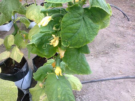 Cucumber | CUCUMBER LEAVES BUNCHING UP