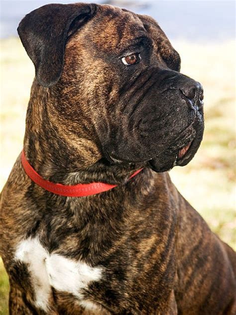 25+ Pitbull Mastiff Mix Brindle Image - Codepromos