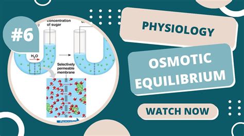 Physiology || Osmotic equilibrium - lec7 || By Emad Al Nofel - YouTube