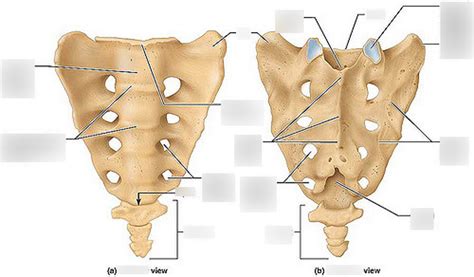 Diagram of BIO 1005 Lesson 8 : Anterior and Posterior Sacrum and Coccyx | Quizlet