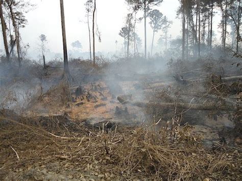 Researchers Study Carbon Loss, Forest Impacts of Northwest Territories ‘Zombie Fires’