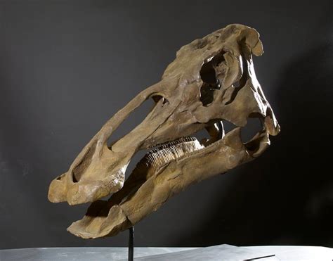 Dinosaur skull -Edmontosaurus annectens - 107cm and 52 cm high - Catawiki