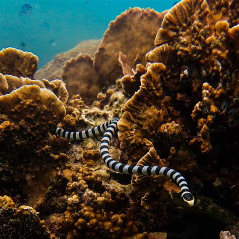 There are dozens of sea snake species in the Indian and Pacific oceans, but none in the ...