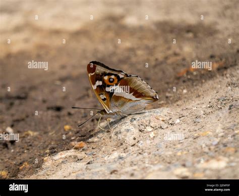 Purple Emperor Butterfly Stock Photo - Alamy