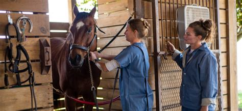 Thoroughbred Retirement Foundation- Second Chances at the Lowell ...