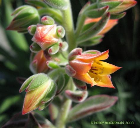 PlantFiles Pictures: Echeveria Species (Echeveria pilosa) by Kell