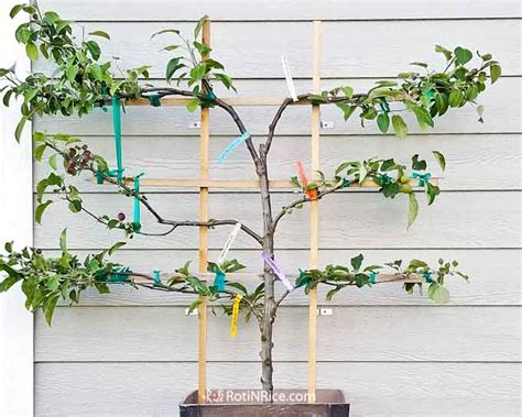 6-in-1 Espalier Apple Tree in a Container - Roti n Rice