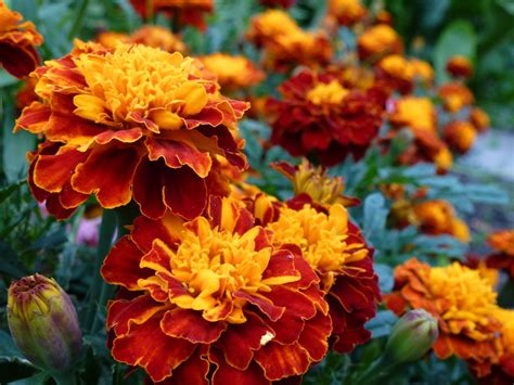 List of Best Fall Flowers to Plant for Autumn Colors