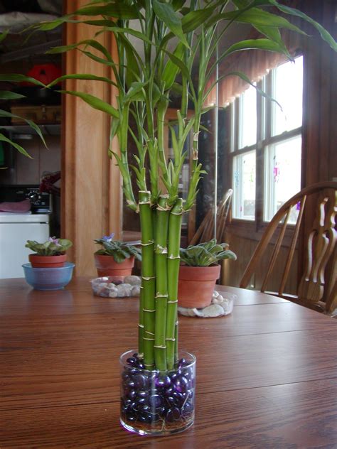 Houseplant Care Guides: Lucky Bamboo 101