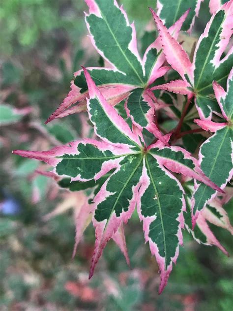 Buy Acer palmatum 'Beni shichihenge' Pink Variegated Japanese Maple ...