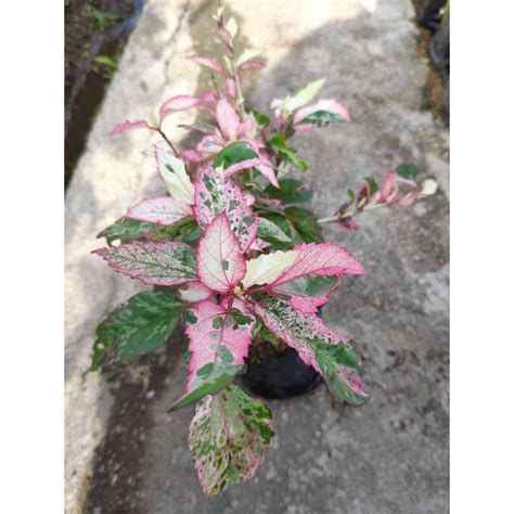 Hibiscus VARIEGATED : Stunning Colors for a Tropical Garden Oasis ...