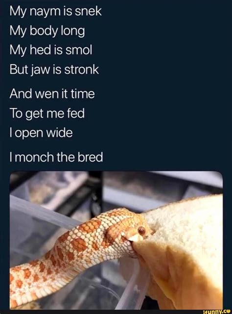 My naym is snek My body long My hed is smol But jaw is stronk And wen it time To get me fed I ...