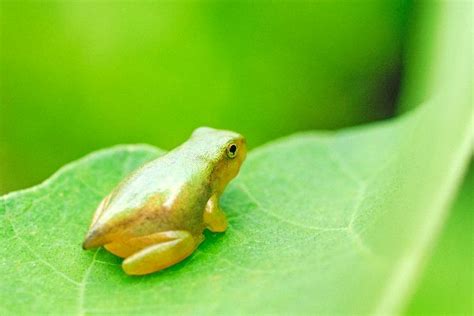 Biomimicry of Frogs - A Study of Nature's Best Ideas: April 2014