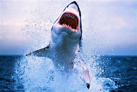 Great White shark | Wild Life World