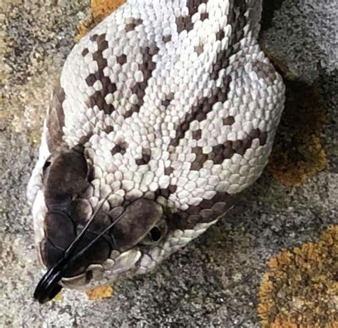 Expert: Rare black-tail rattlesnake found in Central Texas, the second ever recorded in the area