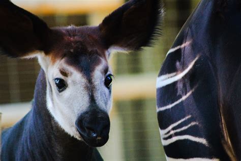 Rare Baby Okapi Born at Chester Zoo: 'She's All Ears and Long, Spindly ...