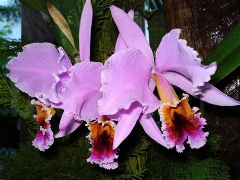 Orquidea, Flor Nacional de Venezuela – Senderos World