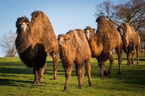 Bactrian Camel | Woburn Safari Park