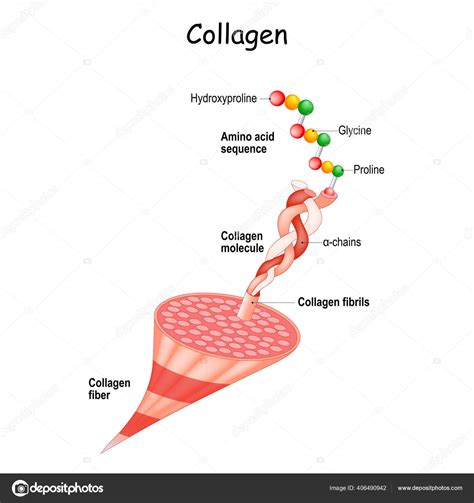 Collagen Anatomy Structure Collagen Fibers Fibrils Molecule Chains Amino Acid — Stock Vector ...