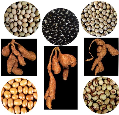 Frontiers | Introduction to food, feed, and health wealth in African yam bean, a locked-in ...