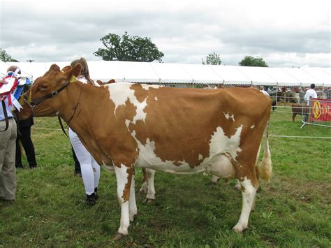 2017 Show Champions - English Guernsey Cattle Society