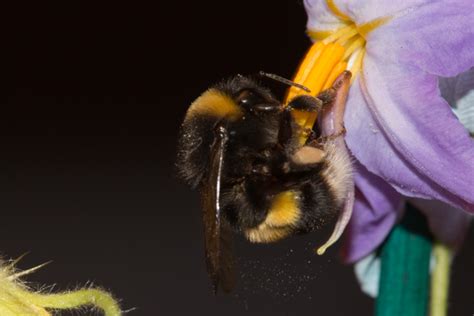 Buzz pollination – Vallejo-Marin Lab