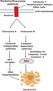 Cell death mechanisms in eukaryotes | SpringerLink