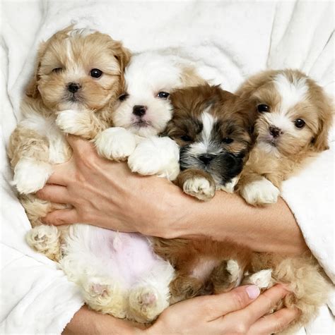 Morkie Puppy - iHeartTeacups