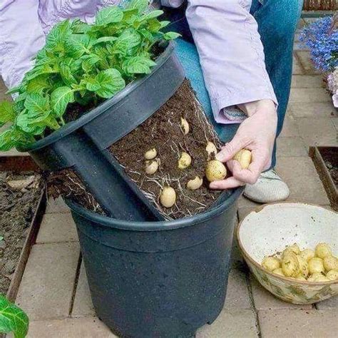 Cómo Cultivar Papas Pequeñas - Trucos De Jardineria