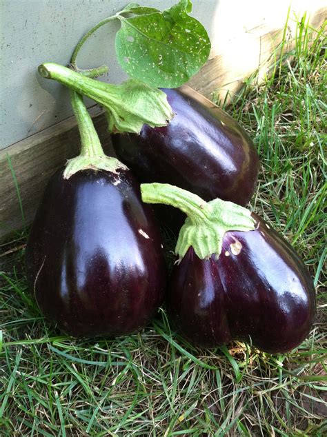 Eggplant from my garden | Eggplant, Garden, Farm